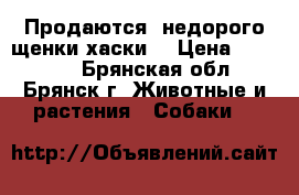 Продаются  недорого щенки хаски  › Цена ­ 5-7000 - Брянская обл., Брянск г. Животные и растения » Собаки   